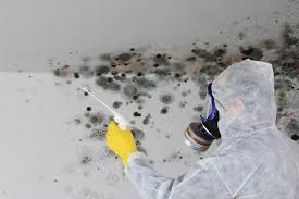 Reliable Merkel, TX Mold Prevention & Removal  Solutions